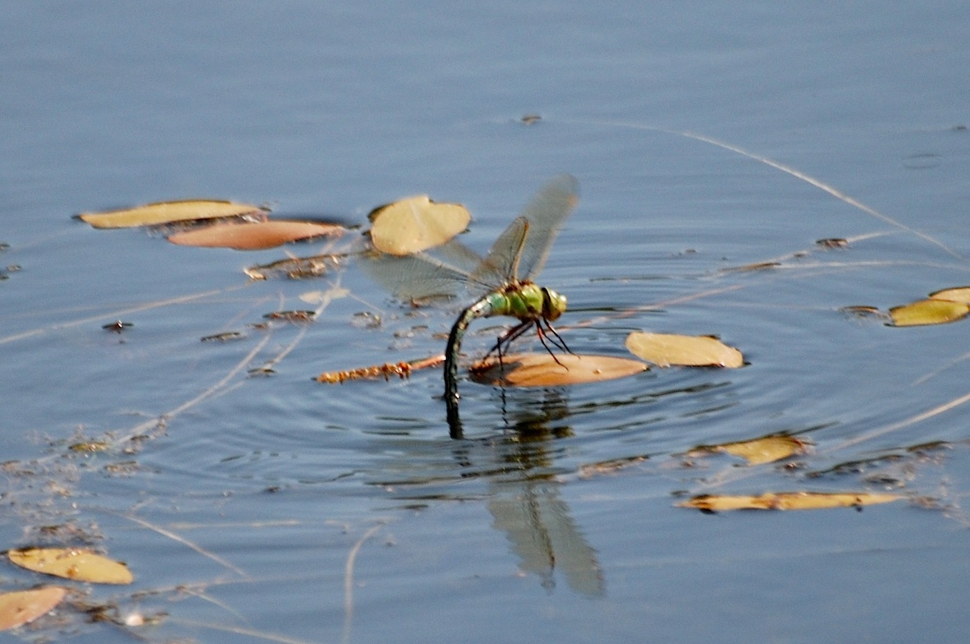 Identificazione 11 - Anax imperator